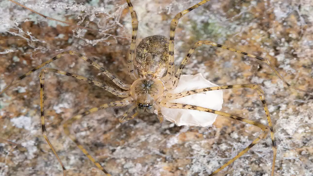 His Spidey Sense Must Have Been Tingling: SDSU Biologist Discovers New Species