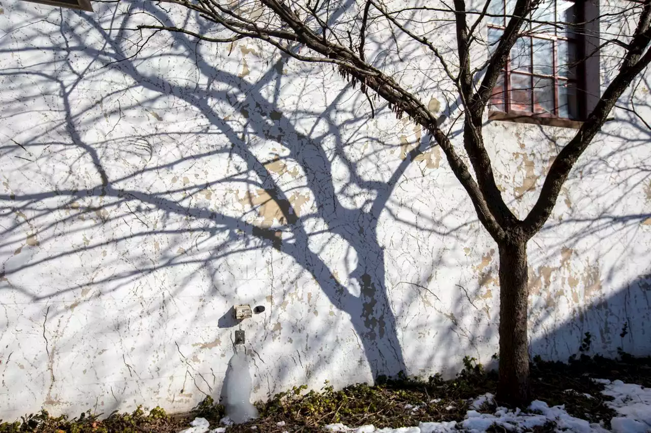 Harrisburg begins project to replace trees along Market Street