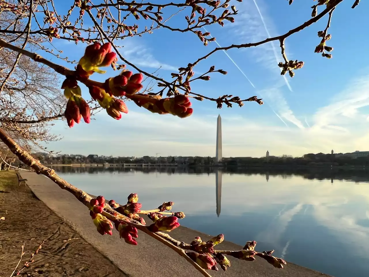 Cherry blossoms hit peduncle elongation stage, with peak bloom about a week away