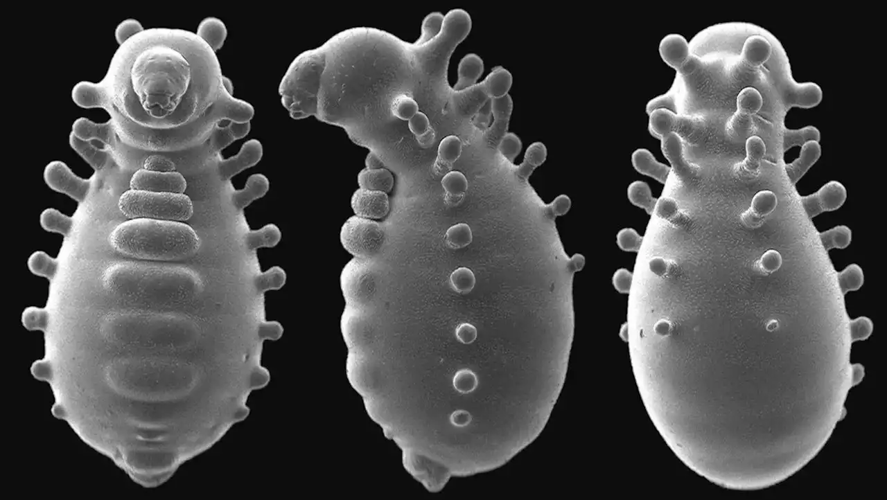 Morphology of immatures of the thelytokous ant, Monomorium triviale Wheeler (Formicidae: Myrmicinae: Solenopsidini) with descriptions of the extraordinary last-instar queen larvae | Zootaxa