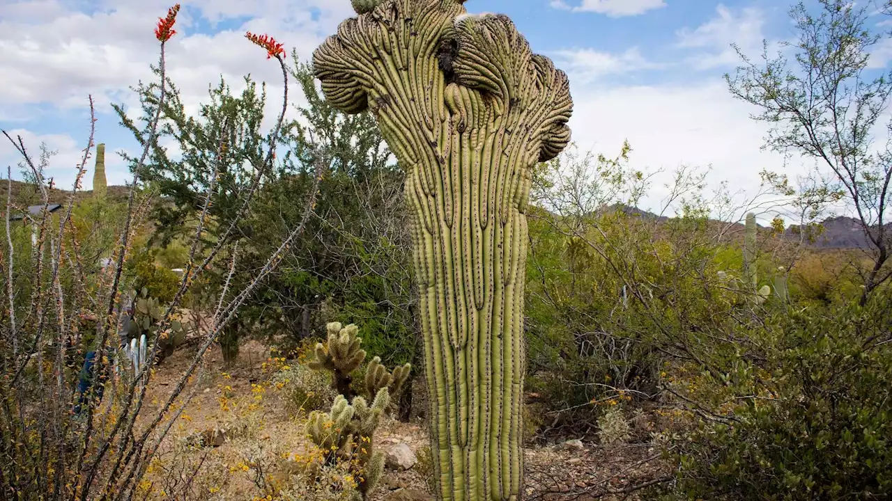 26 photos of Tucson's quirkiest saguaros