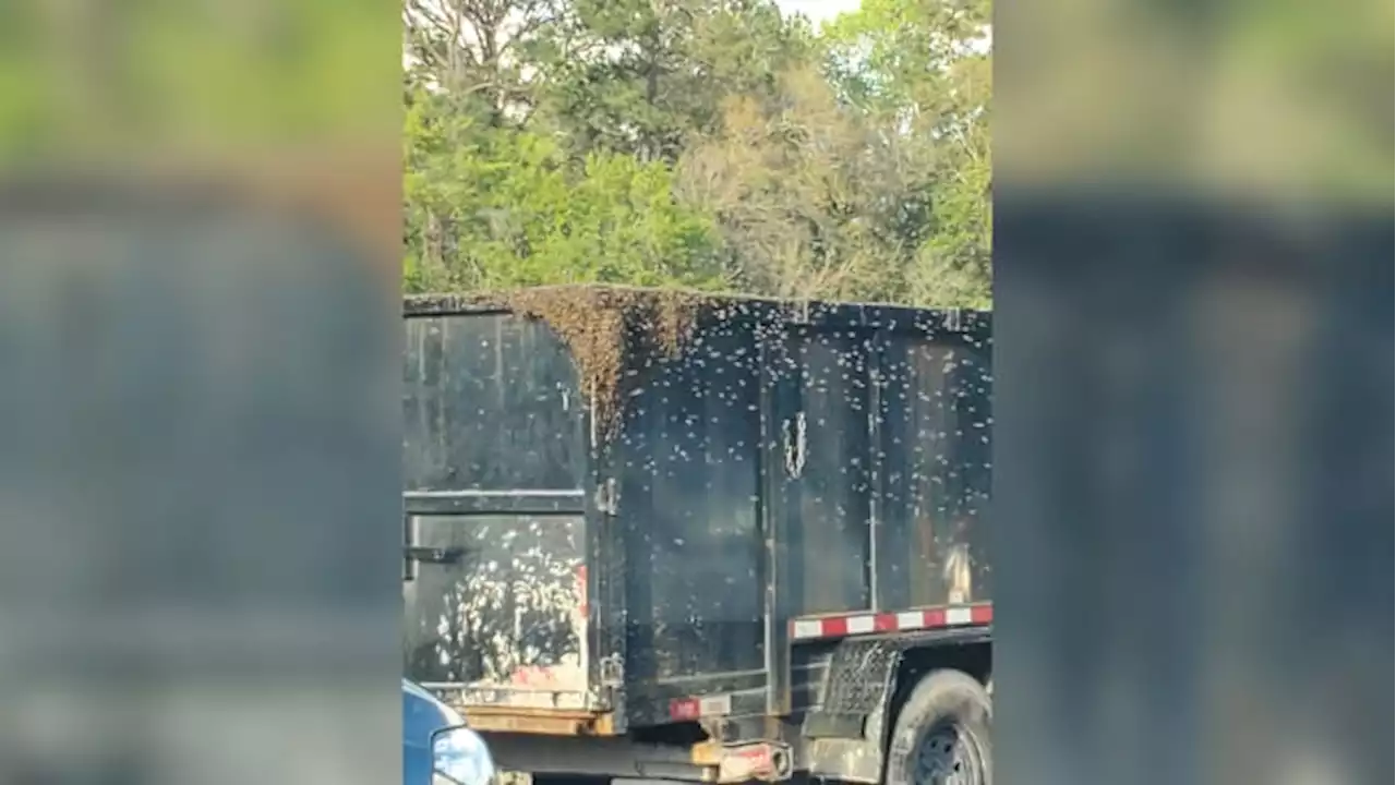 🐝UnBEElievable: Drivers caught in traffic near Buckman Bridge greeted by bees