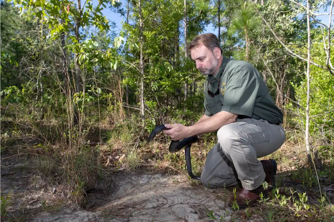 Rare snake species found in Alabama for just the second time in 60 years