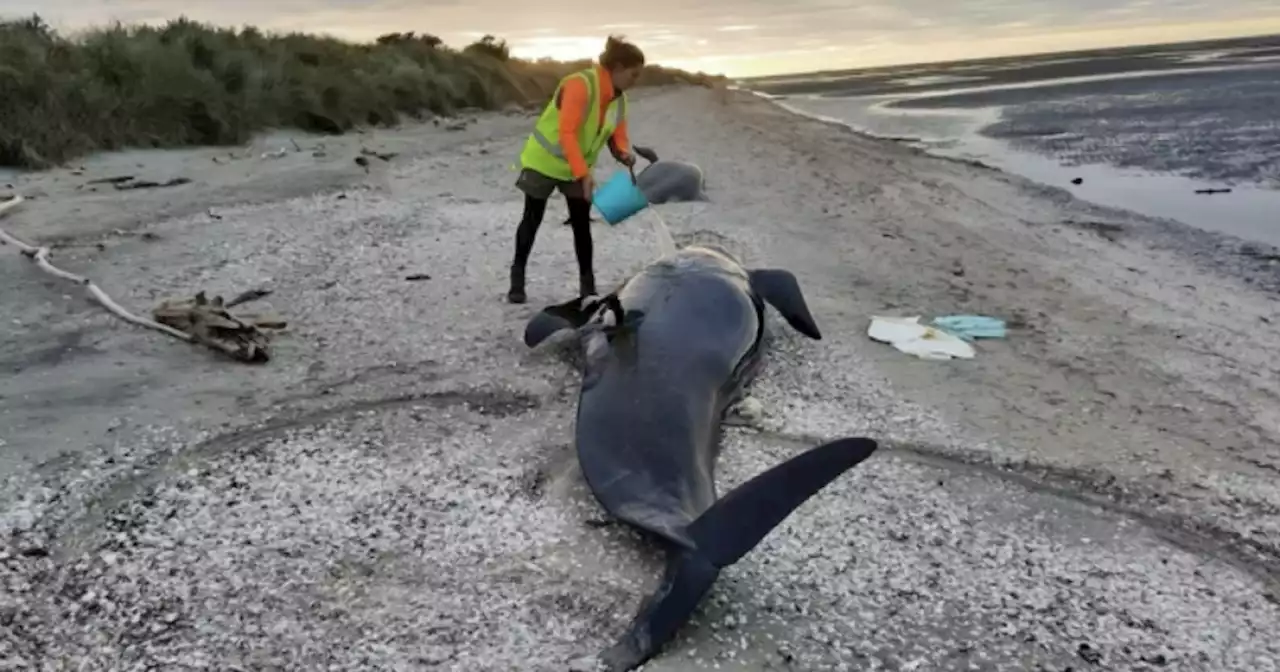 29 pilot whales die after mass breach in New Zealand