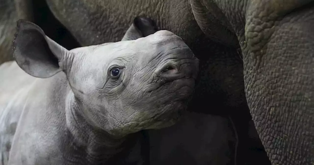 Czech zoo names endangered baby rhino Kyiv