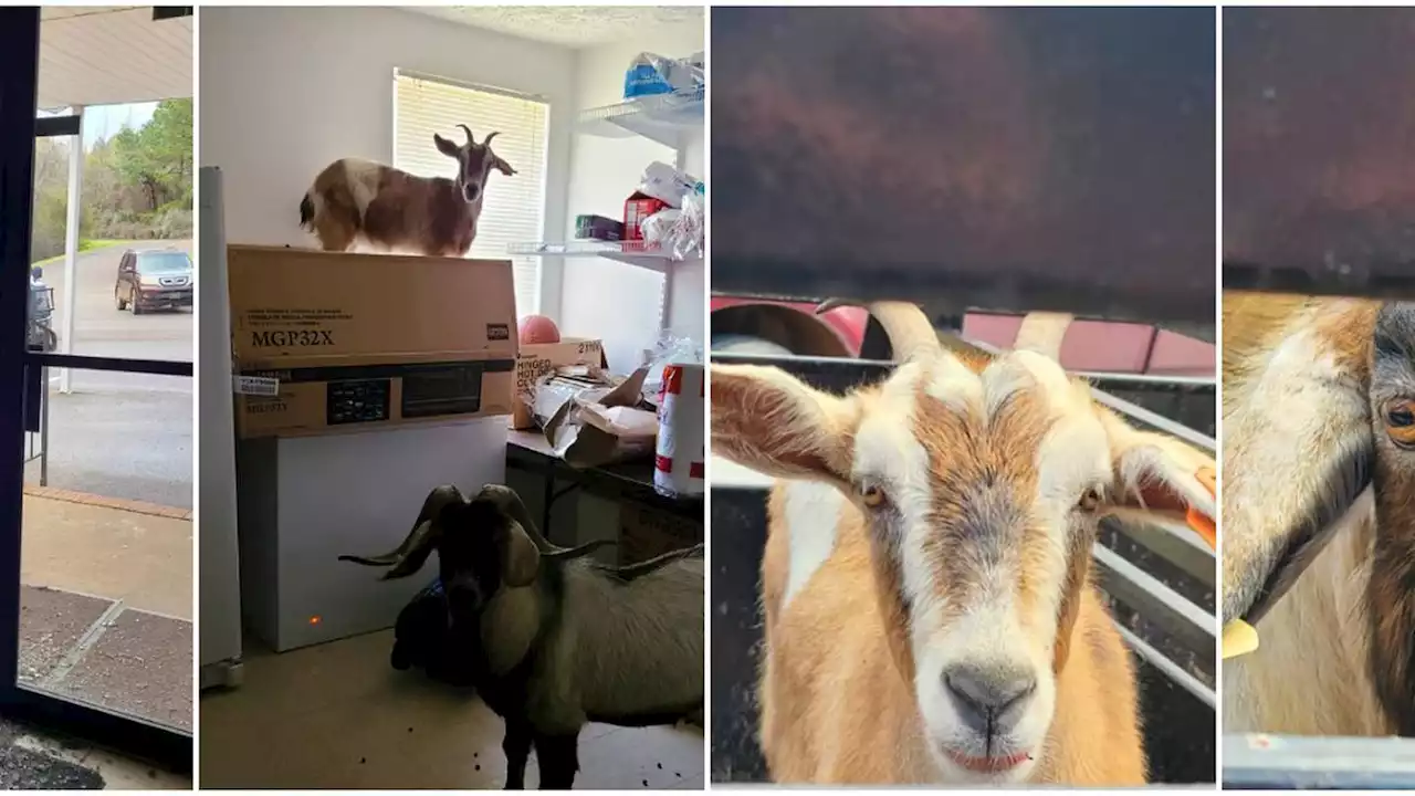 ‘Goats need Jesus too’: Deputies wrangle goats who broke into church in Alabama