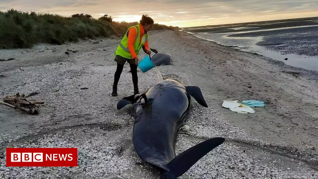 Dozens of pilot whales die at notorious New Zealand beach