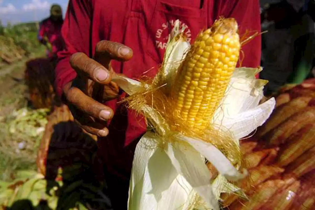 PLN Pakai Bonggol Jagung untuk Cofiring Bahan Bakar PLTU Jeneponto | Ekonomi - Bisnis.com