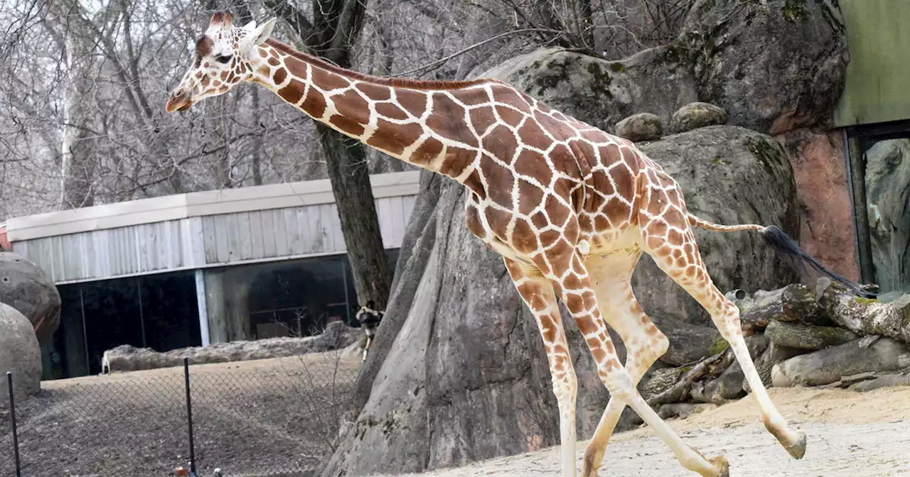 Brookfield Zoo giraffes enjoy warm temperatures outdoors