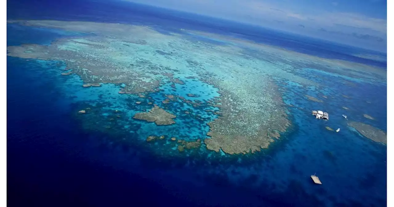 'Disastrous news': Great Barrier Reef again hit with 'widespread' bleaching