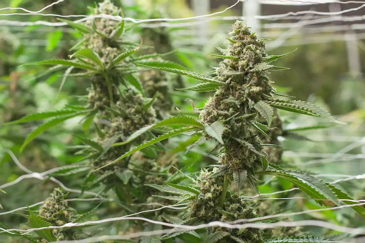 Ask a Stoner: Should Growers Retire Strains More Often?