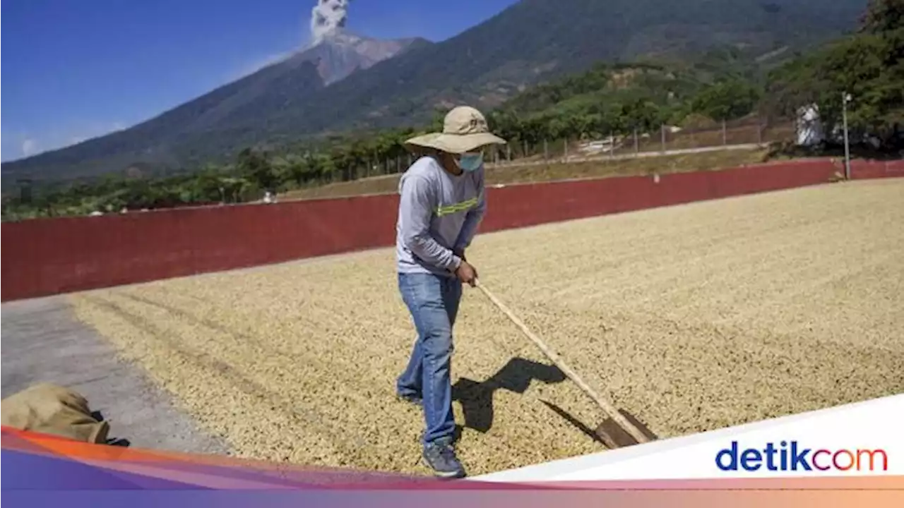 Wanginya Kopi Guetemala, Paling Banyak Dijual di Pasar Dunia