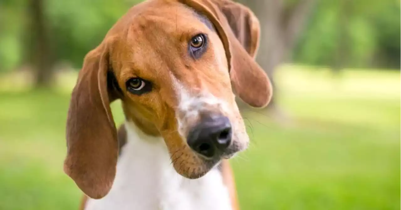 These are the least popular dog breeds in America