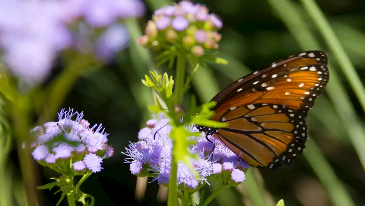 The best nectar-producing plants for monarch butterflies