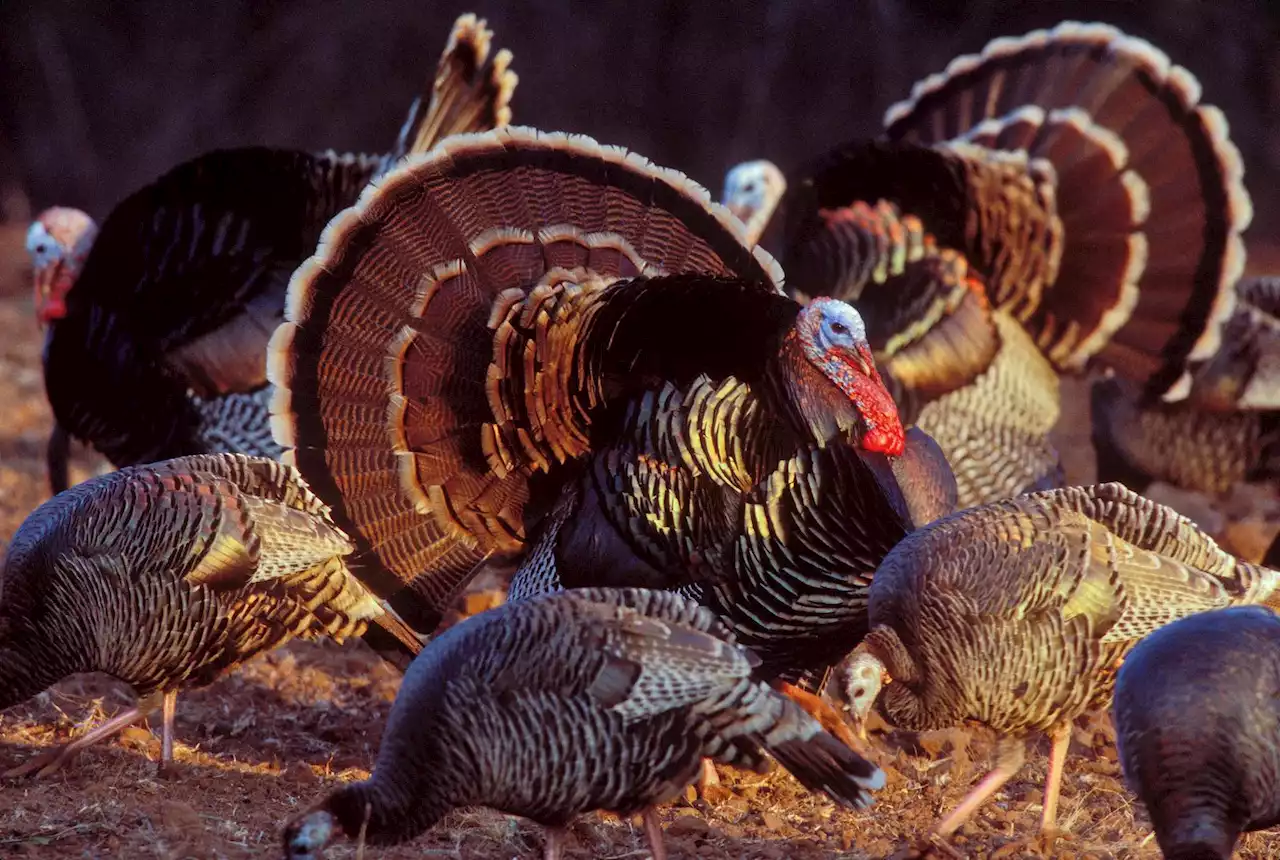 Turkey season looks promising, but hunters will need patience