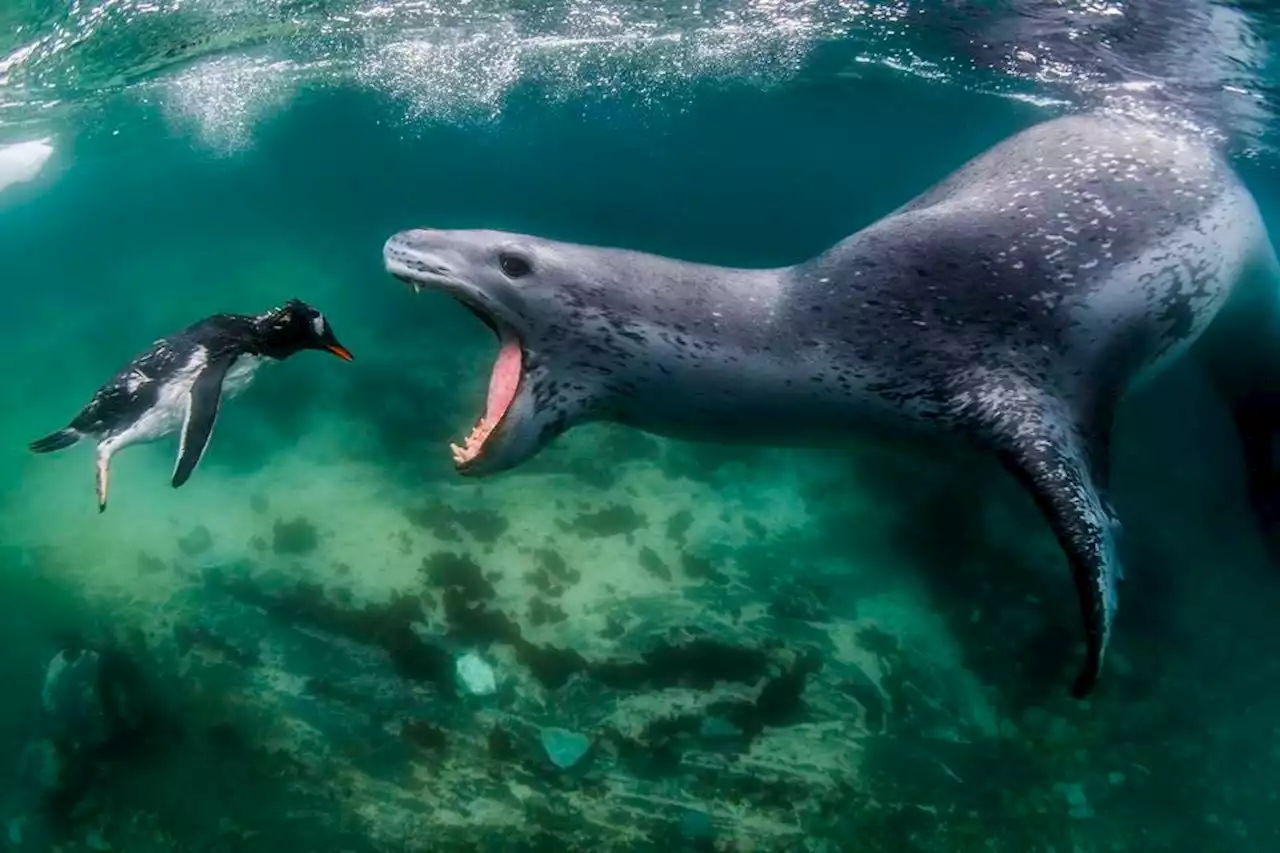 World Nature Photography Awards: 20 Stunning Winning Images