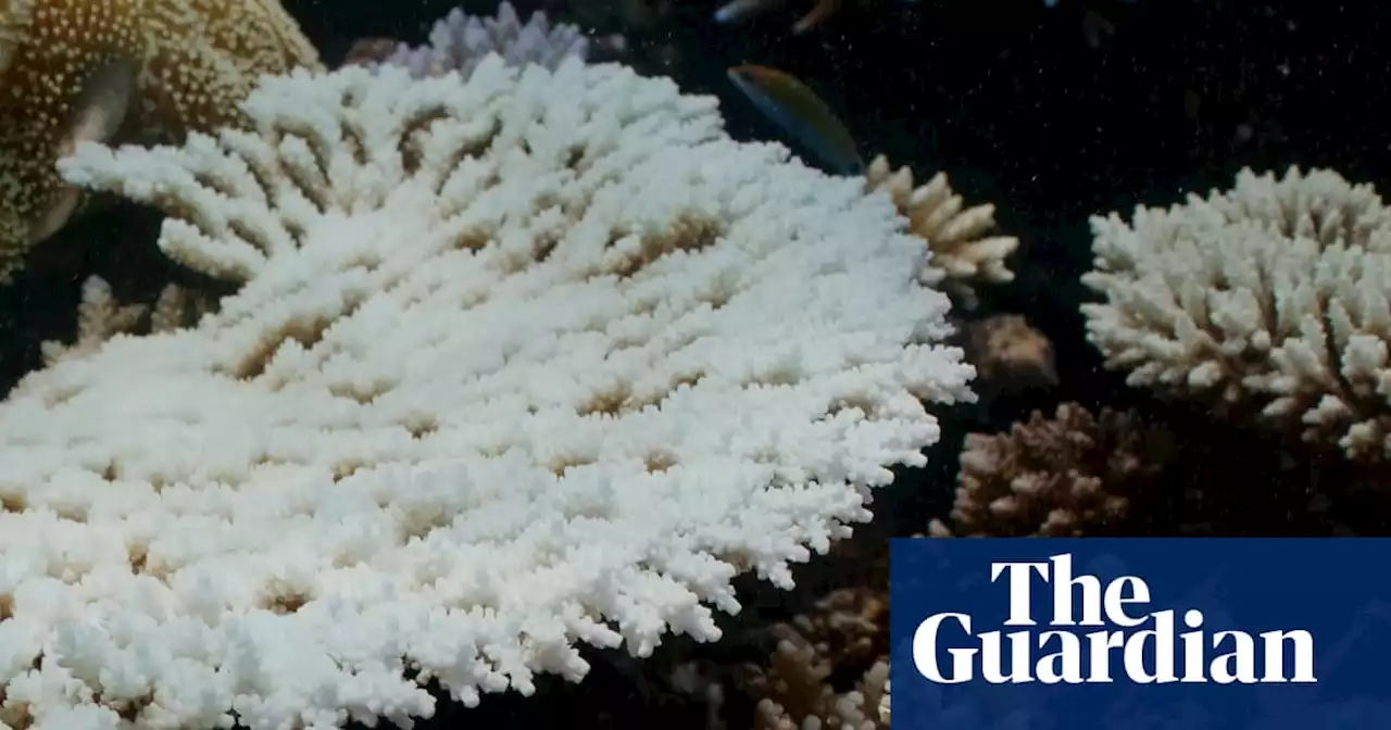 Dead coral found at Great Barrier Reef as widespread bleaching event unfolds