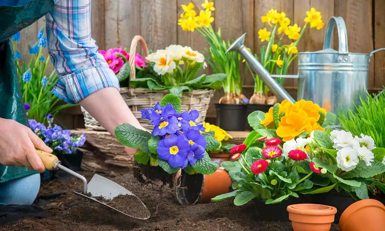 5 simple spring gardening tips to get you ready for summer