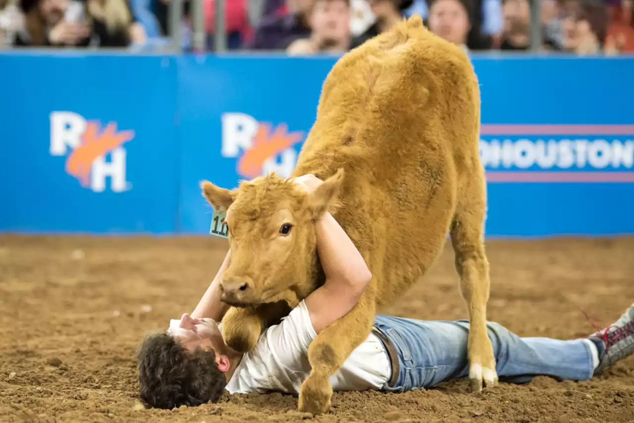 On the Dirt for the Calf Scramble at RodeoHouston