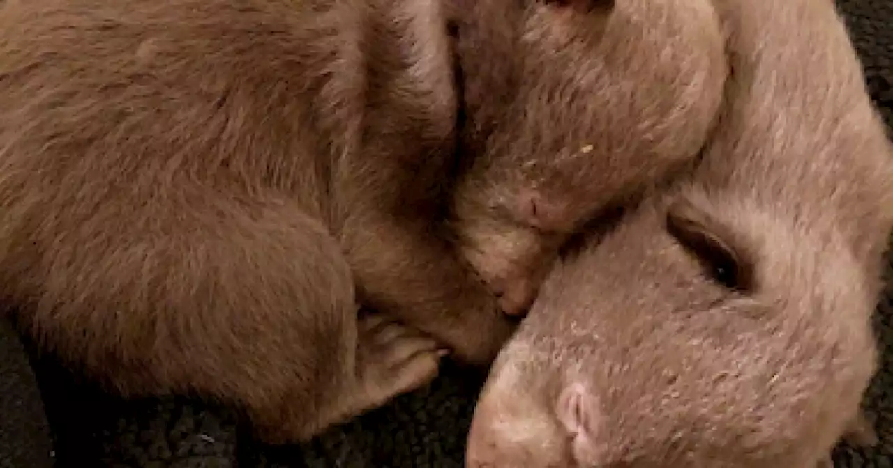 California man pleads guilty to taking 2 baby bears from their den