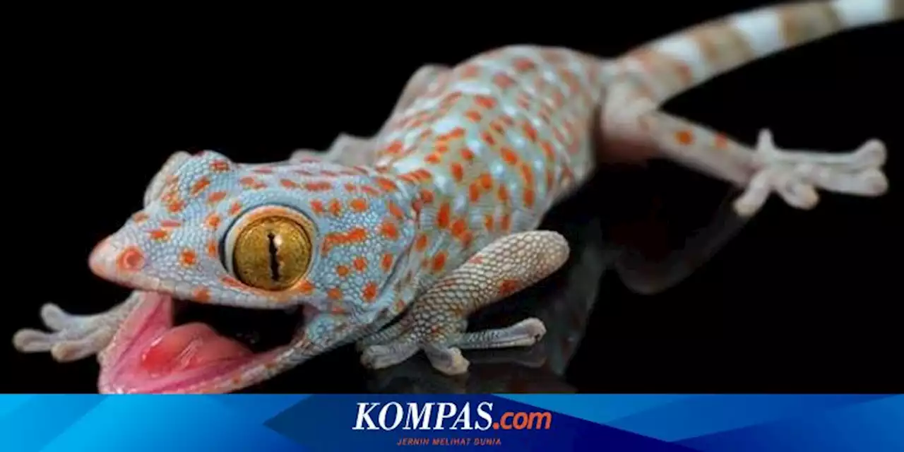 10 Cara Mudah dan Ampuh Mengusir Ular dan Tokek di Rumah