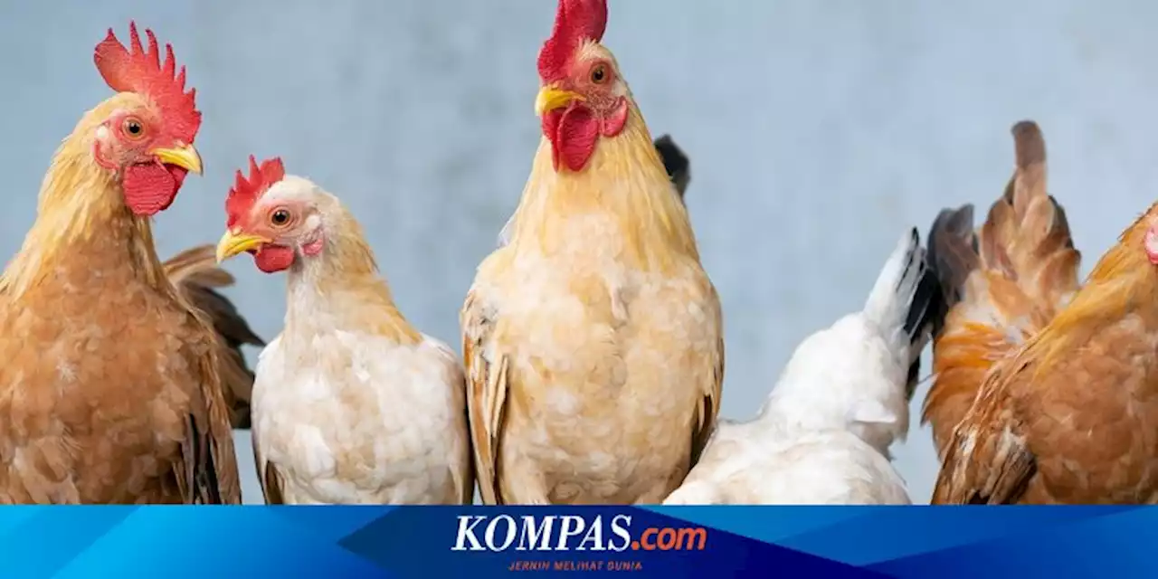 Mengenal Nenek Moyang Ayam yang Berasal dari Asia