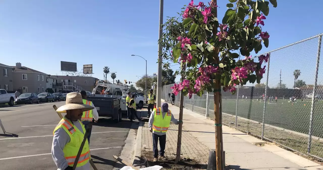 Say, 'Trees!' City Heights just got a lot more of them