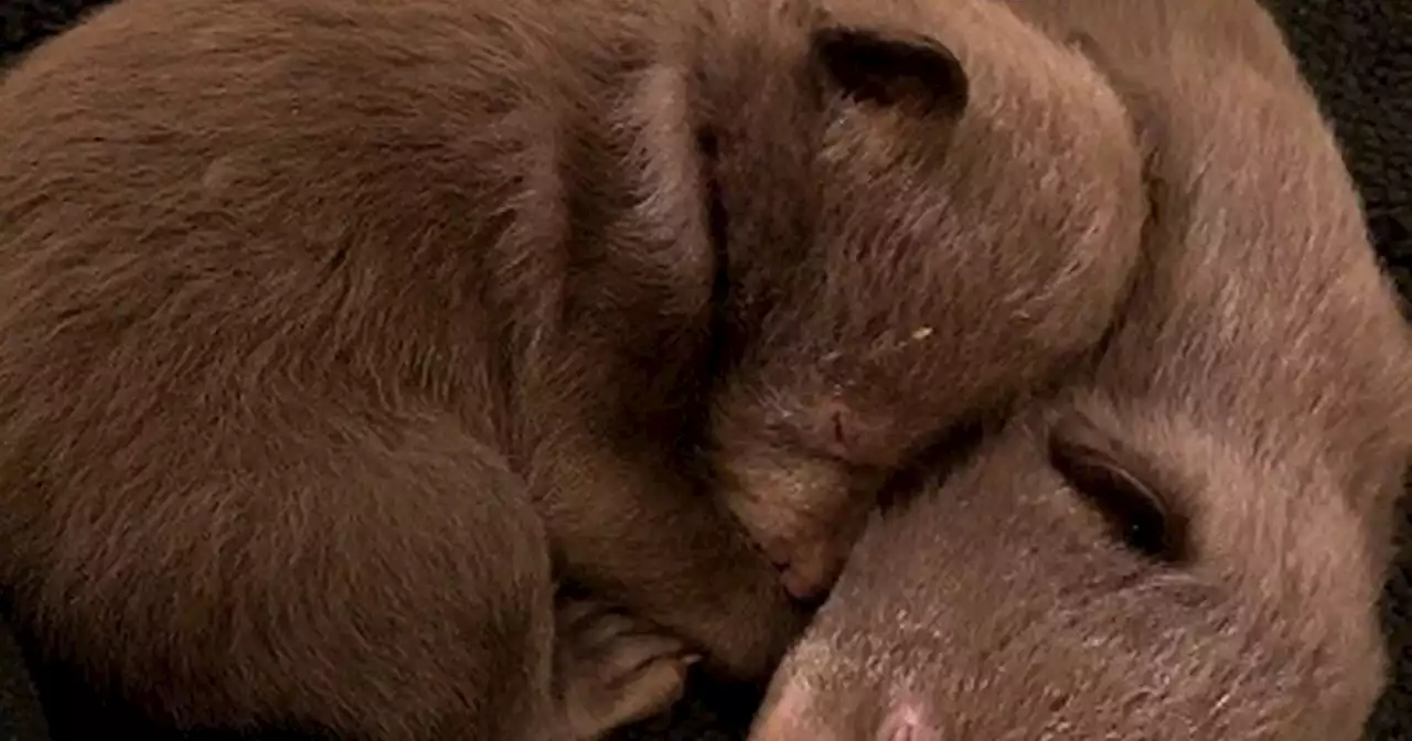 Man pleads guilty to taking two bear cubs from Northern California den