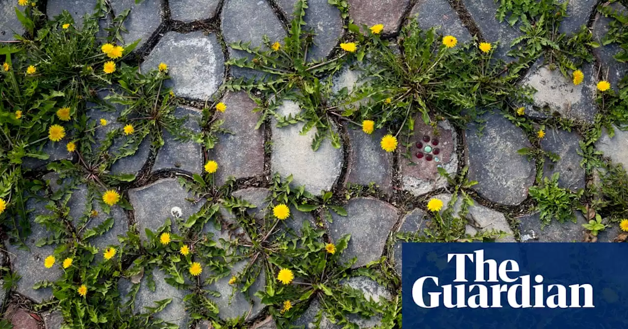 Long live the humble weed | Letters