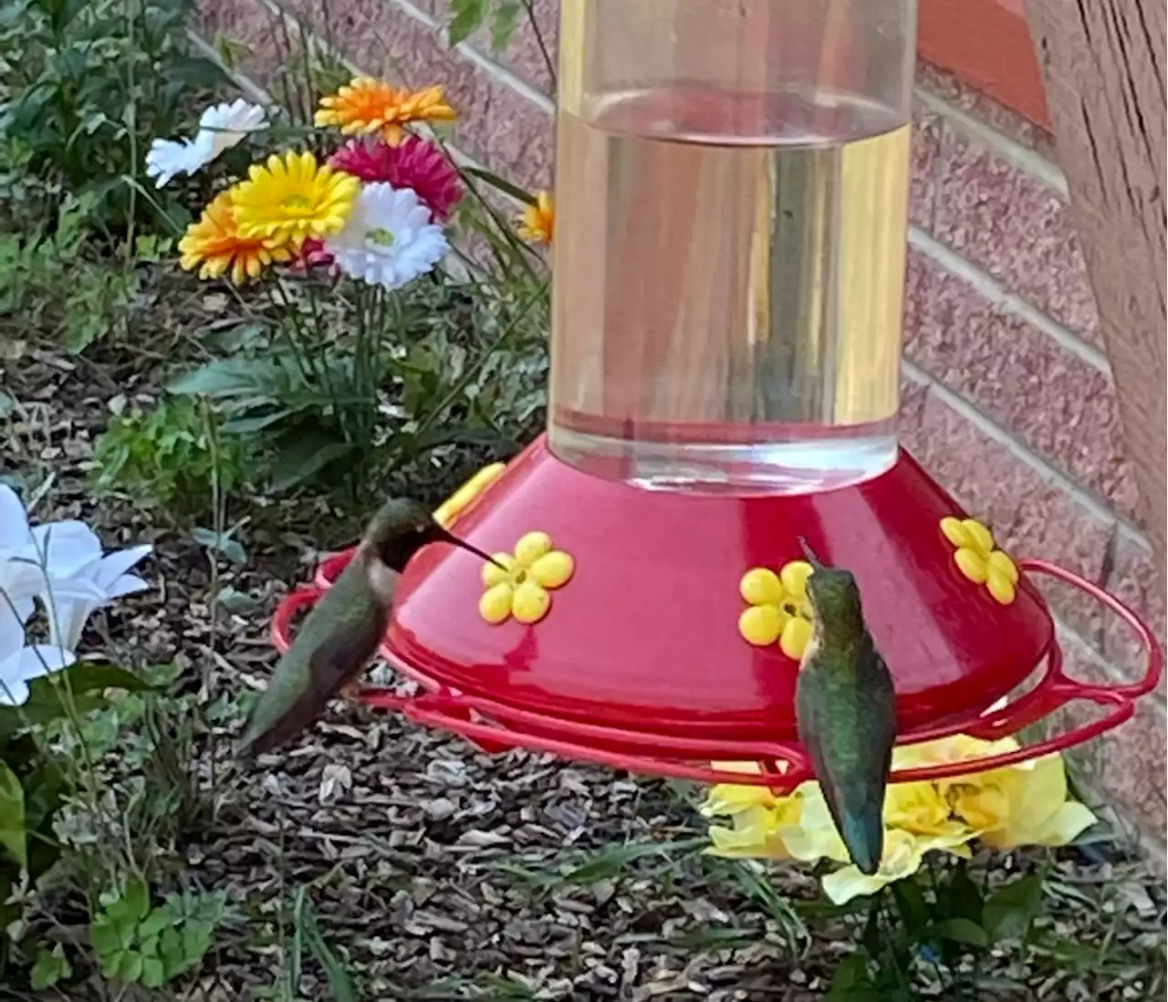 Keeping hummingbirds happy in El Sobrante and Newark