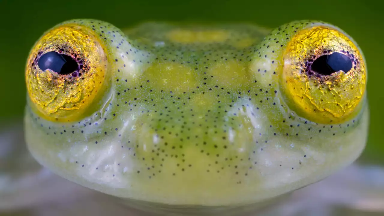 Two new species of see-through frog named in Ecuador