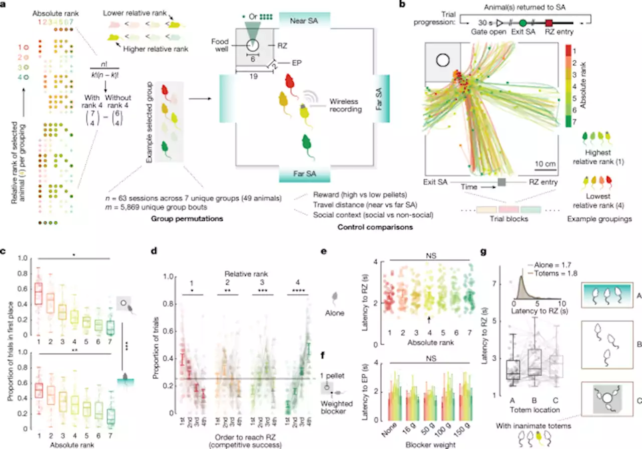 Frontal neurons driving competitive behaviour and ecology of social groups - Nature