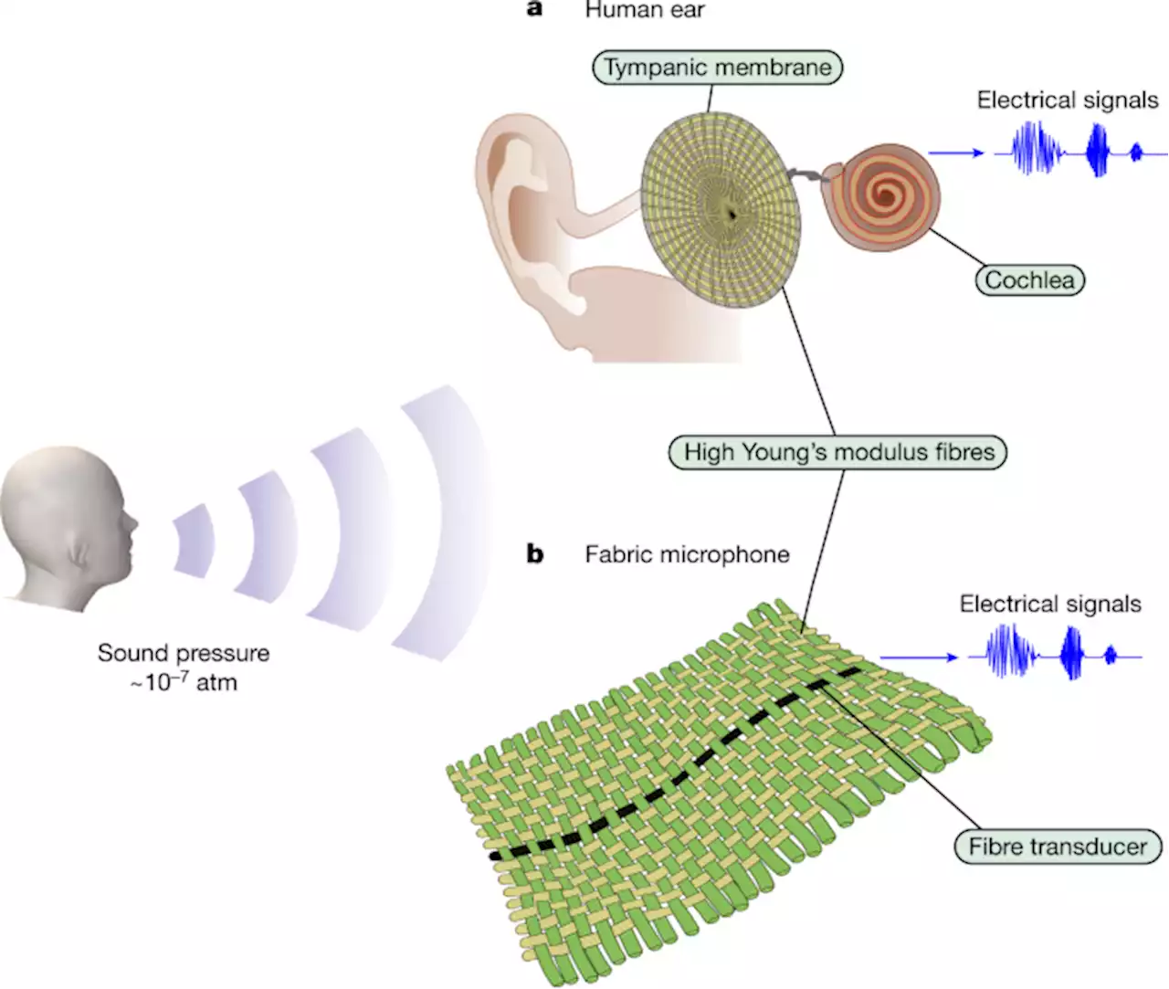 Single fibre enables acoustic fabrics via nanometre-scale vibrations - Nature