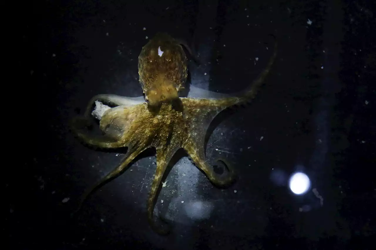 Fish waste becomes octopus food as farms expand amid captivity concerns