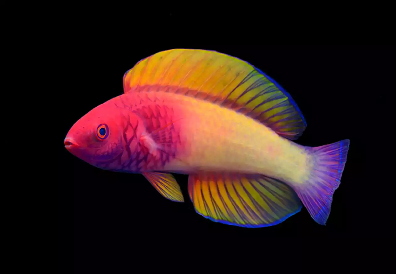 This rainbow reef fish is just as magical as it looks