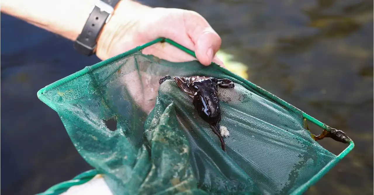 Fish waste become octopus food as farms expand amid captivity concerns