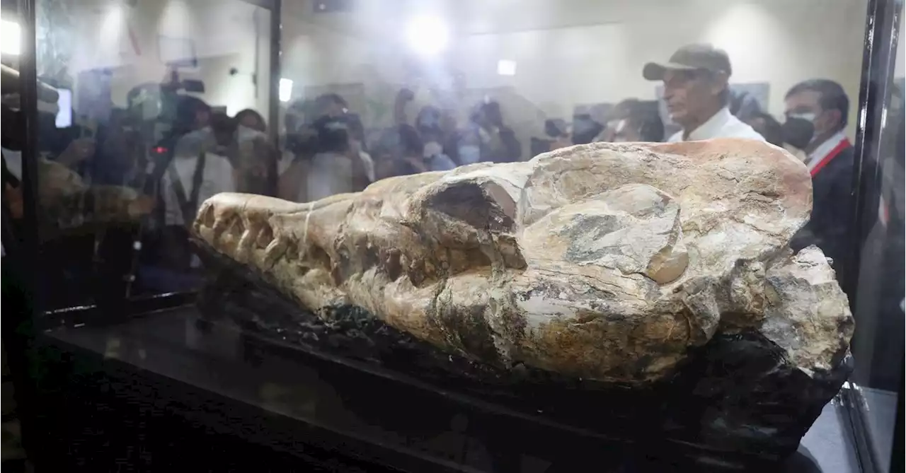 In Peru, skull of 'marine monster' points to fearsome ancient predator