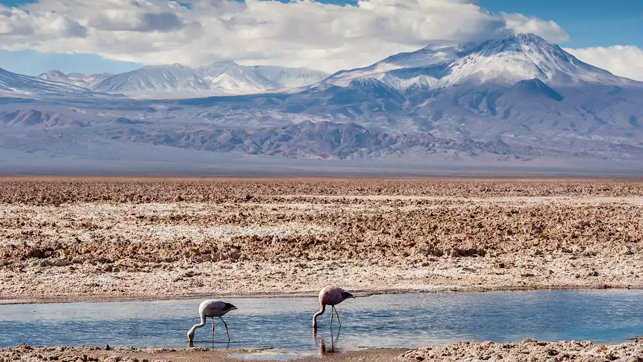 Lithium mining may be putting some flamingos in Chile at risk