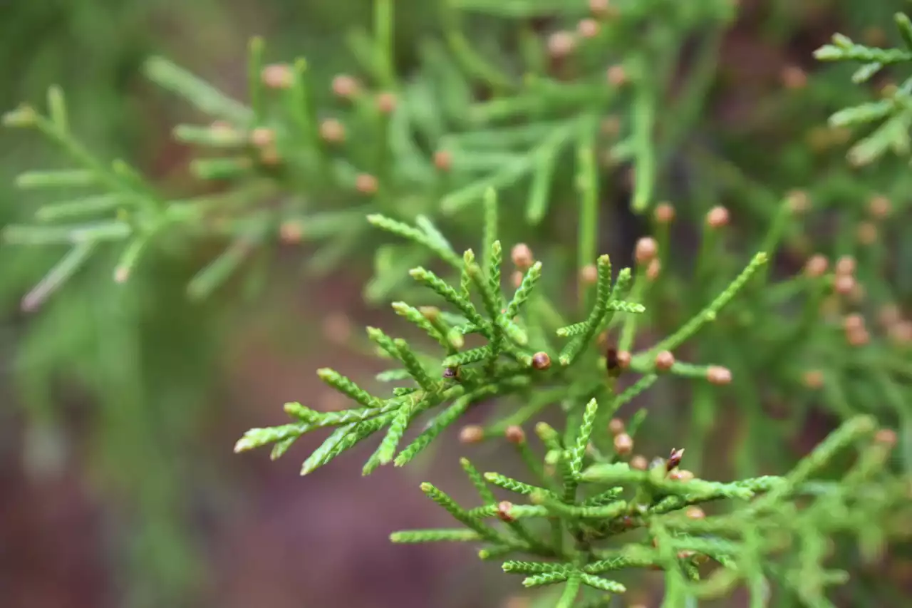 Allergy season could eventually last longer, cost us millions