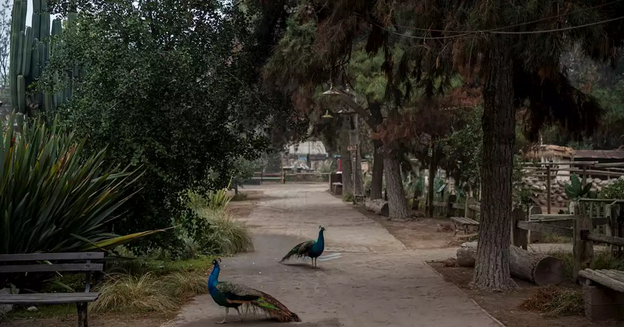 Peacocks removed from Utah’s Hogle Zoo after bird attacked 4 kids, lawsuit alleges