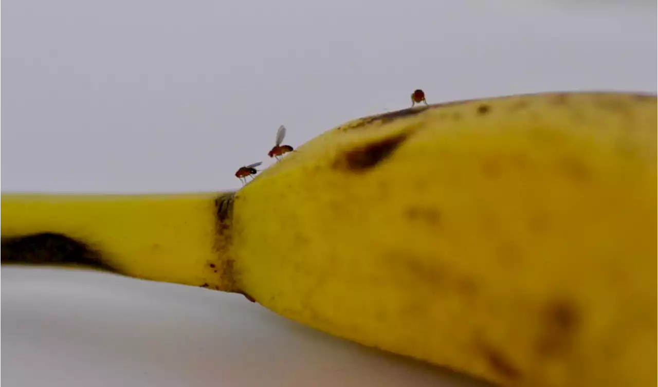 How can fruit flies help us to understand autism better?