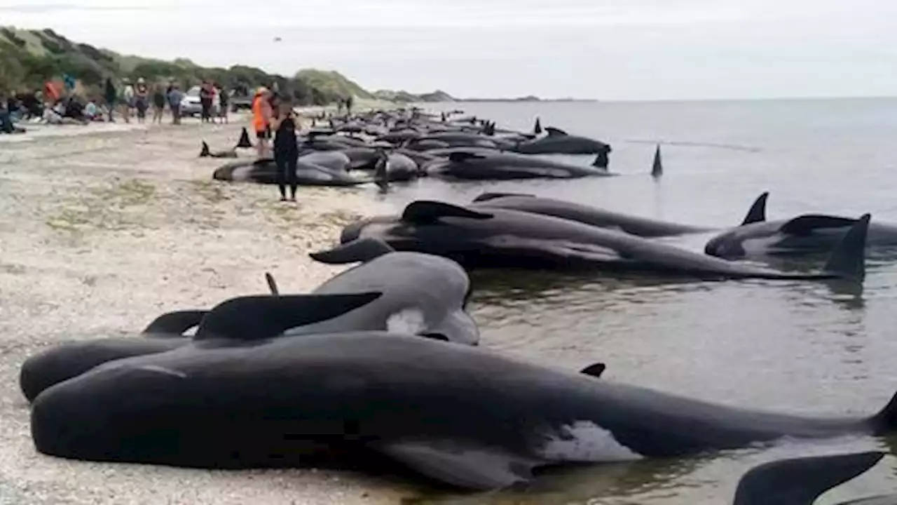 Dozens of stranded whales die at New Zealand beach