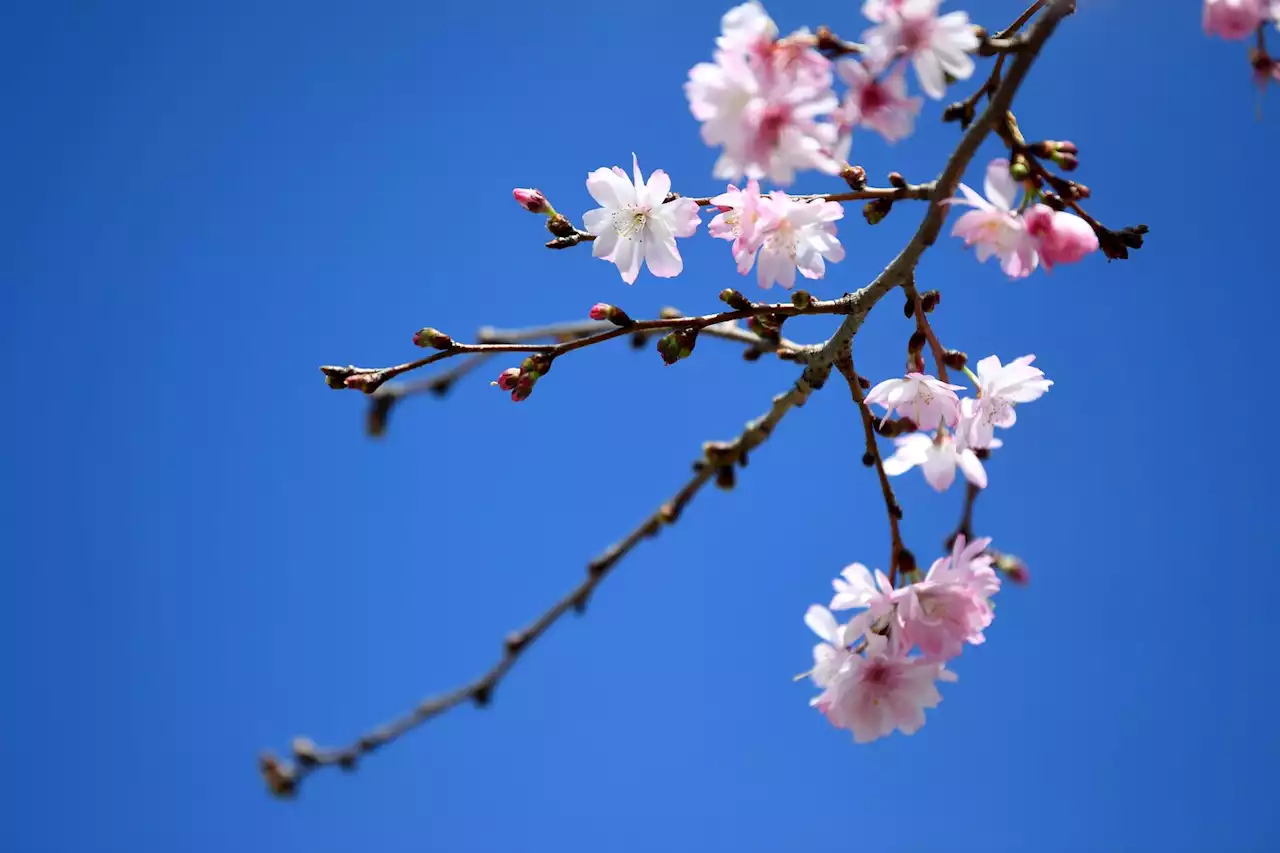 The National Cherry Blossom Festival is back in person. Here are the can’t-miss events.