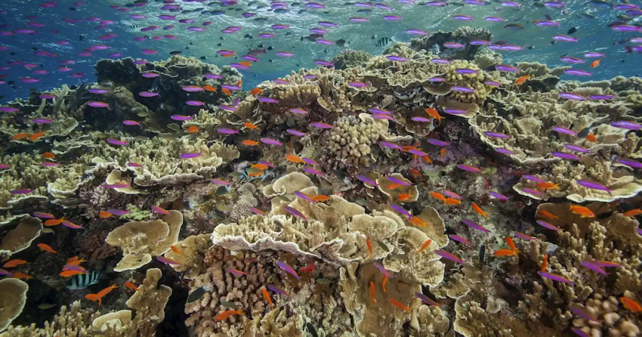 Great Barrier Reef suffers widespread coral bleaching