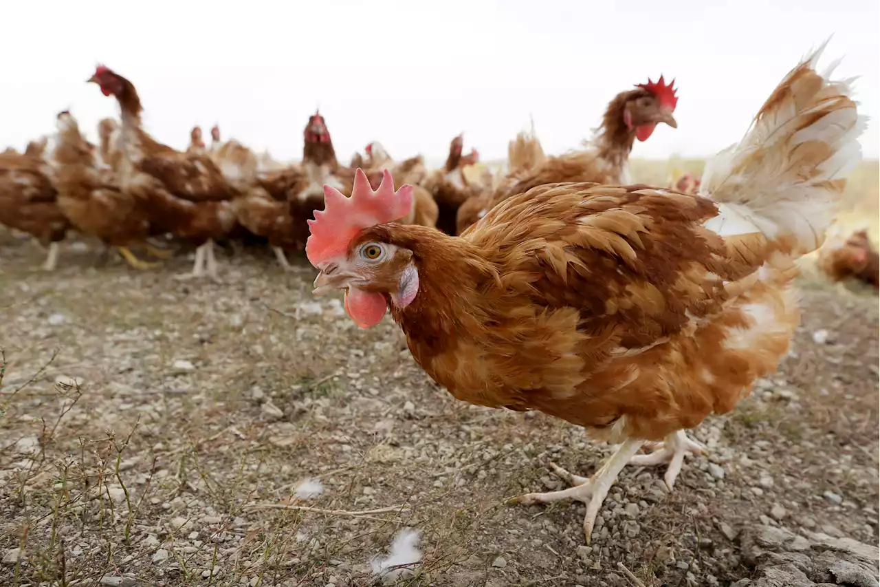 Bird flu case forces killing of 5.3M chickens in Iowa, state officials say