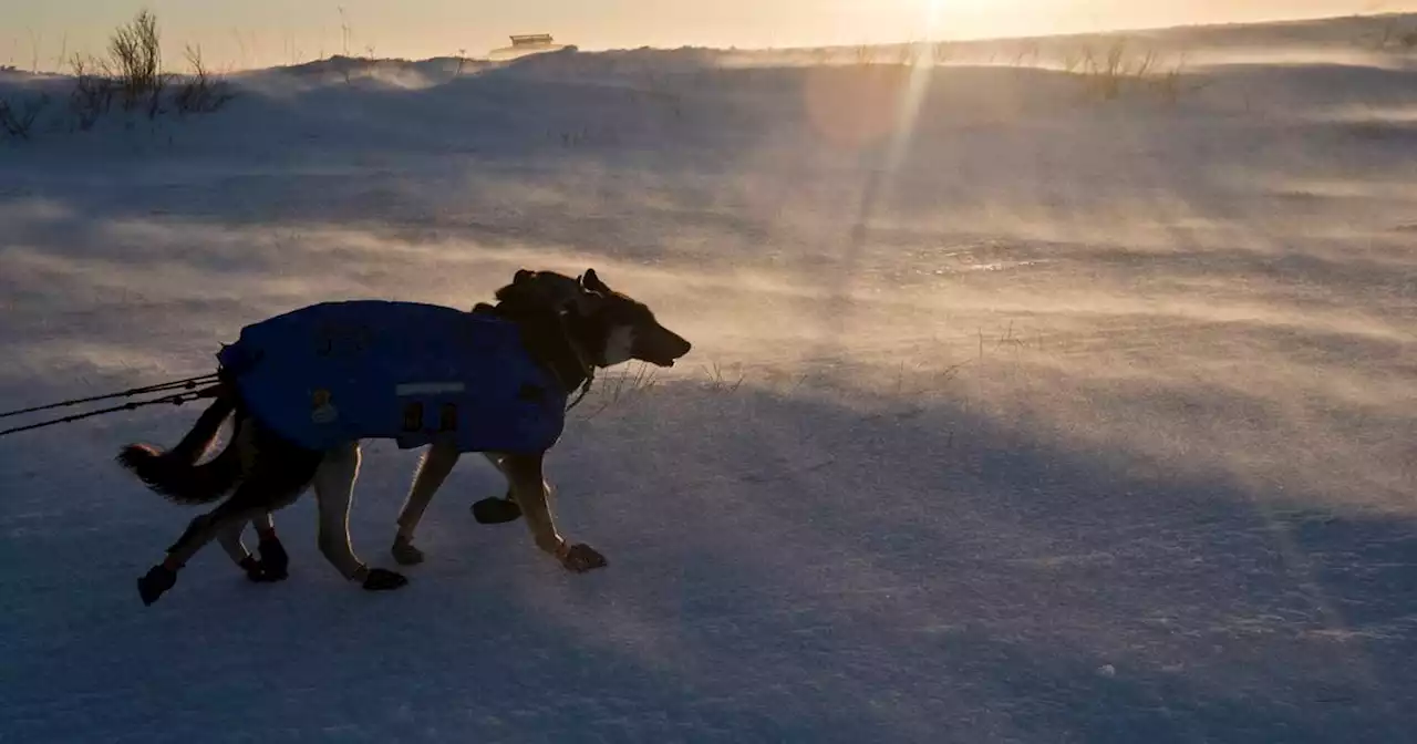 Iditarod musher rescued after being trapped in a storm near White Mountain, troopers say