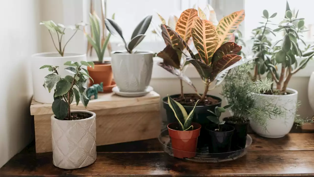 12 Low-Maintenance Houseplants Even Beginners Can Keep Alive