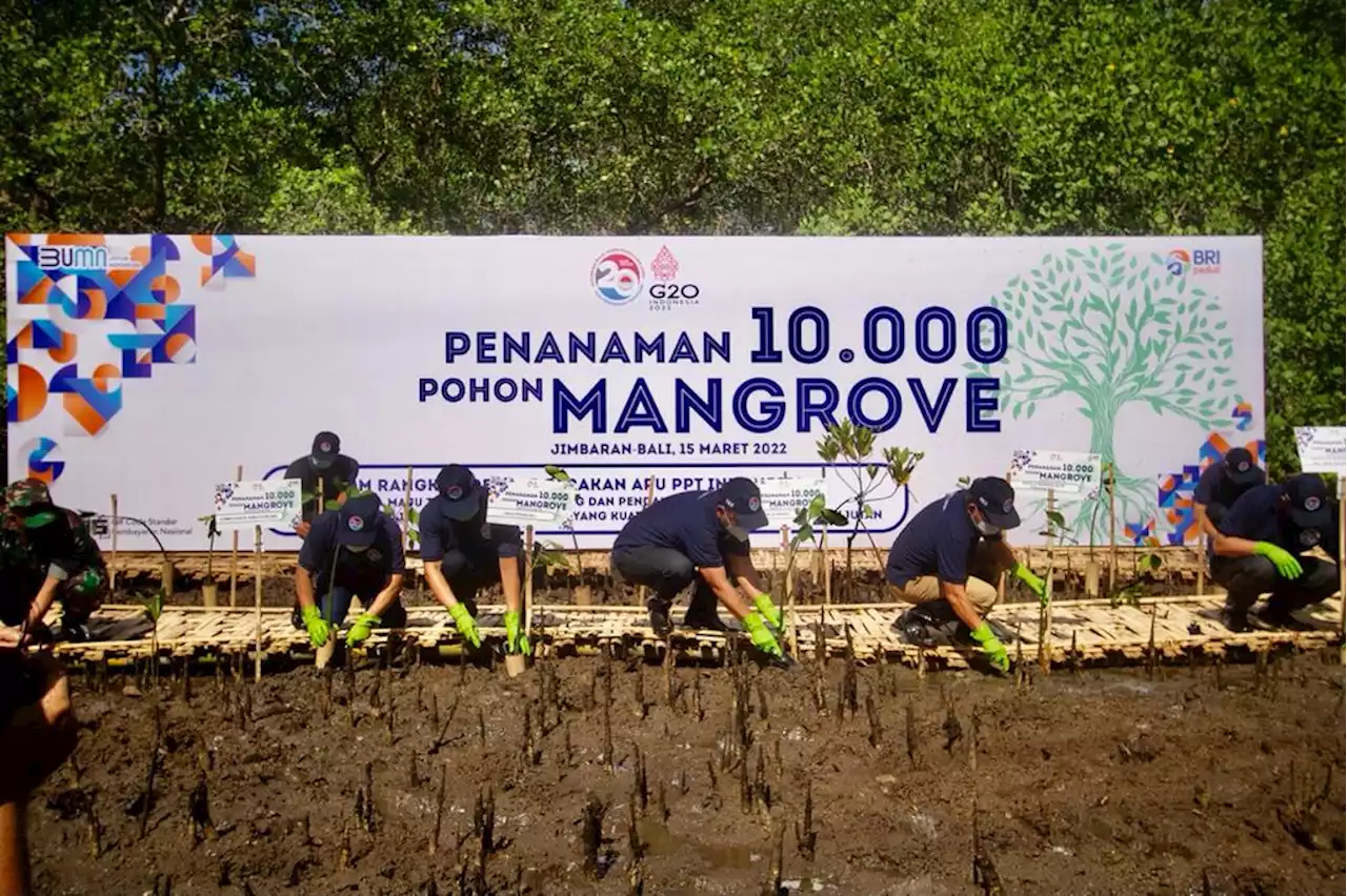 Peringati Dua Dekade Gerakan APU PPT Indonesia, BRI dan PPATK Tanam 10.000 Mangrove di Bali | Finansial - Bisnis.com