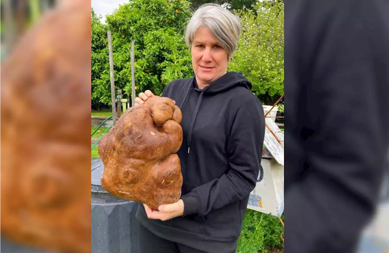 World’s largest potato denied title because it’s not actually a potato at all