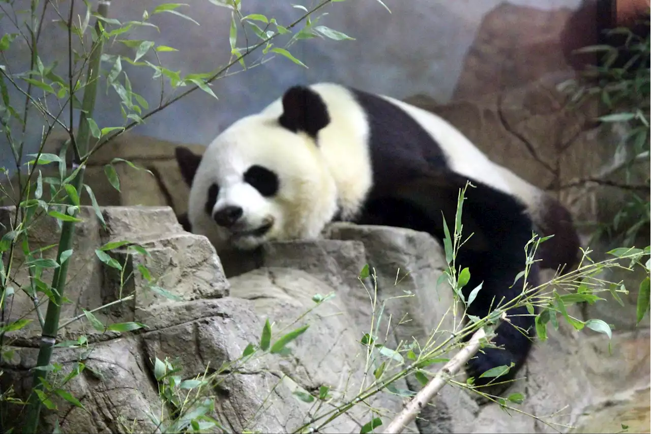 The National Zoo Celebrates 50 Years Of Giant Pandas